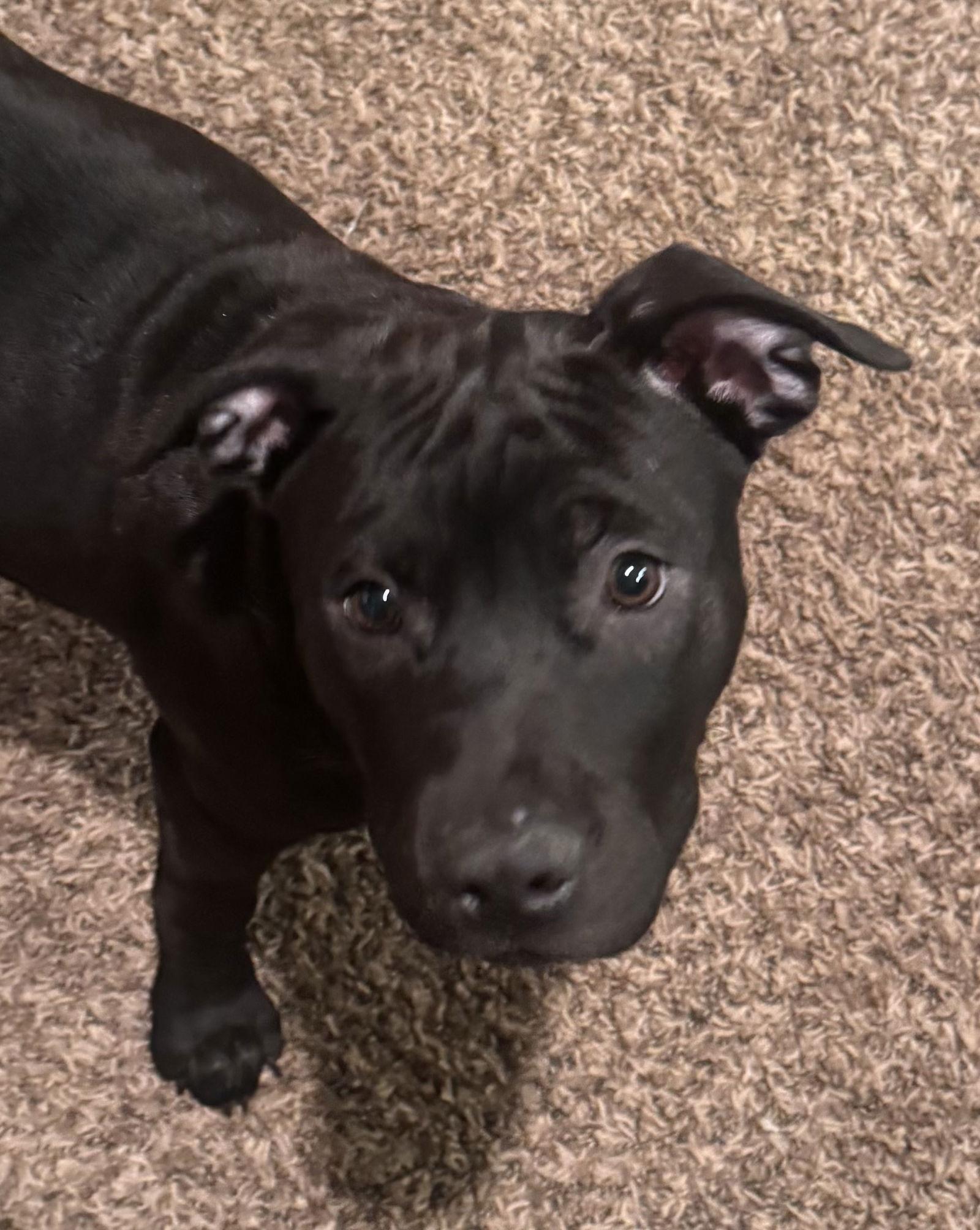 Enlarge Liberty, a ADOPTABLE mixed breed in Pottstown, PA image 4/4