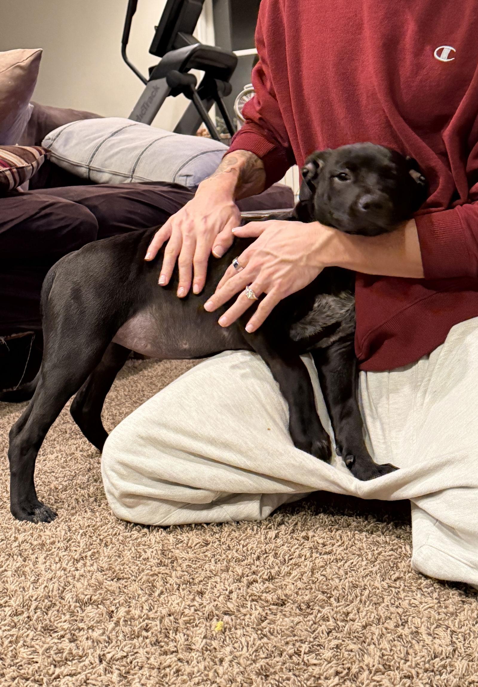 Enlarge Liberty, a ADOPTABLE mixed breed in Pottstown, PA image 3/4