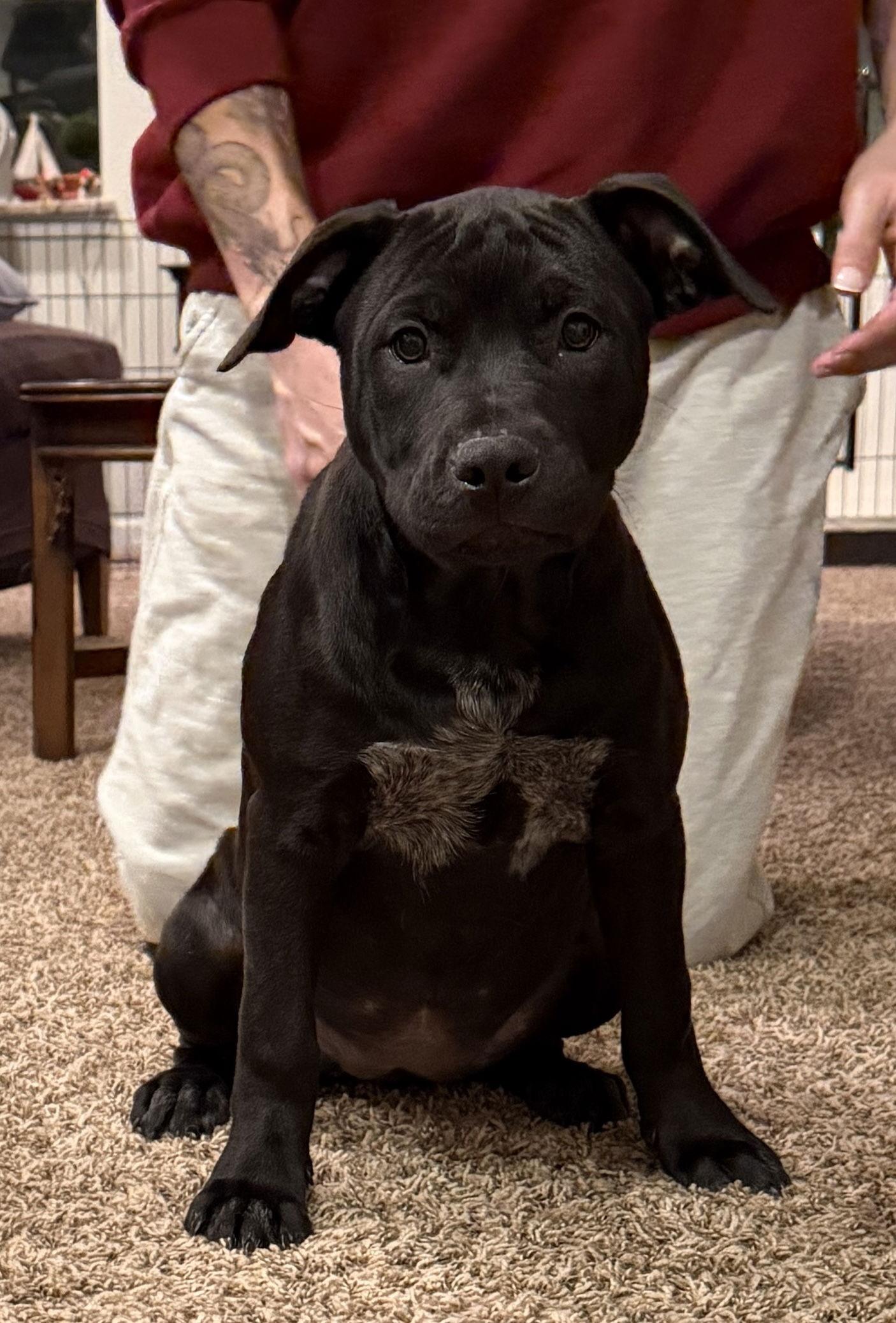 Enlarge Liberty, a ADOPTABLE mixed breed in Pottstown, PA image 1/4