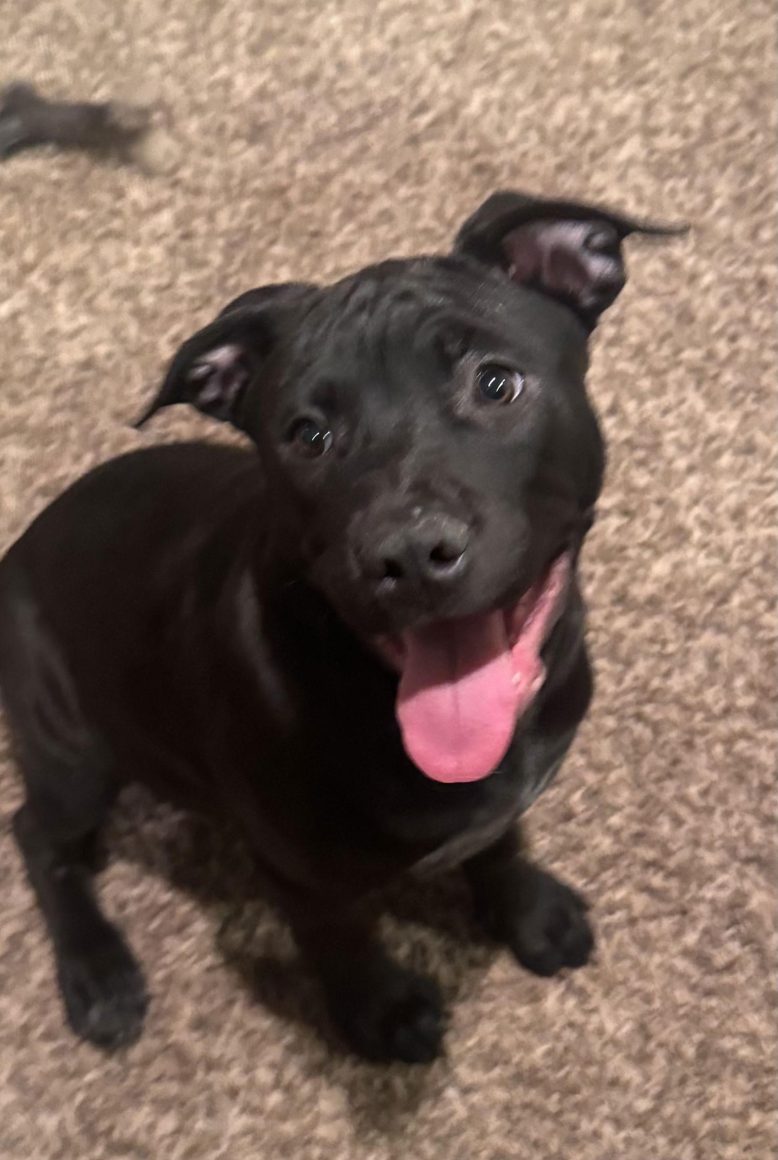 Enlarge Liberty, a ADOPTABLE mixed breed in Pottstown, PA image 2/4