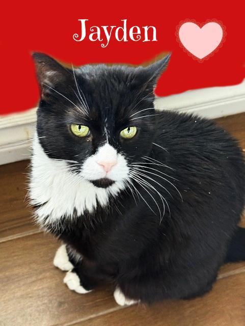 Enlarge JAYDEN: Best. Boy. EVER!!, a ADOPTABLE Domestic Short Hair in Monrovia, CA image 2/4