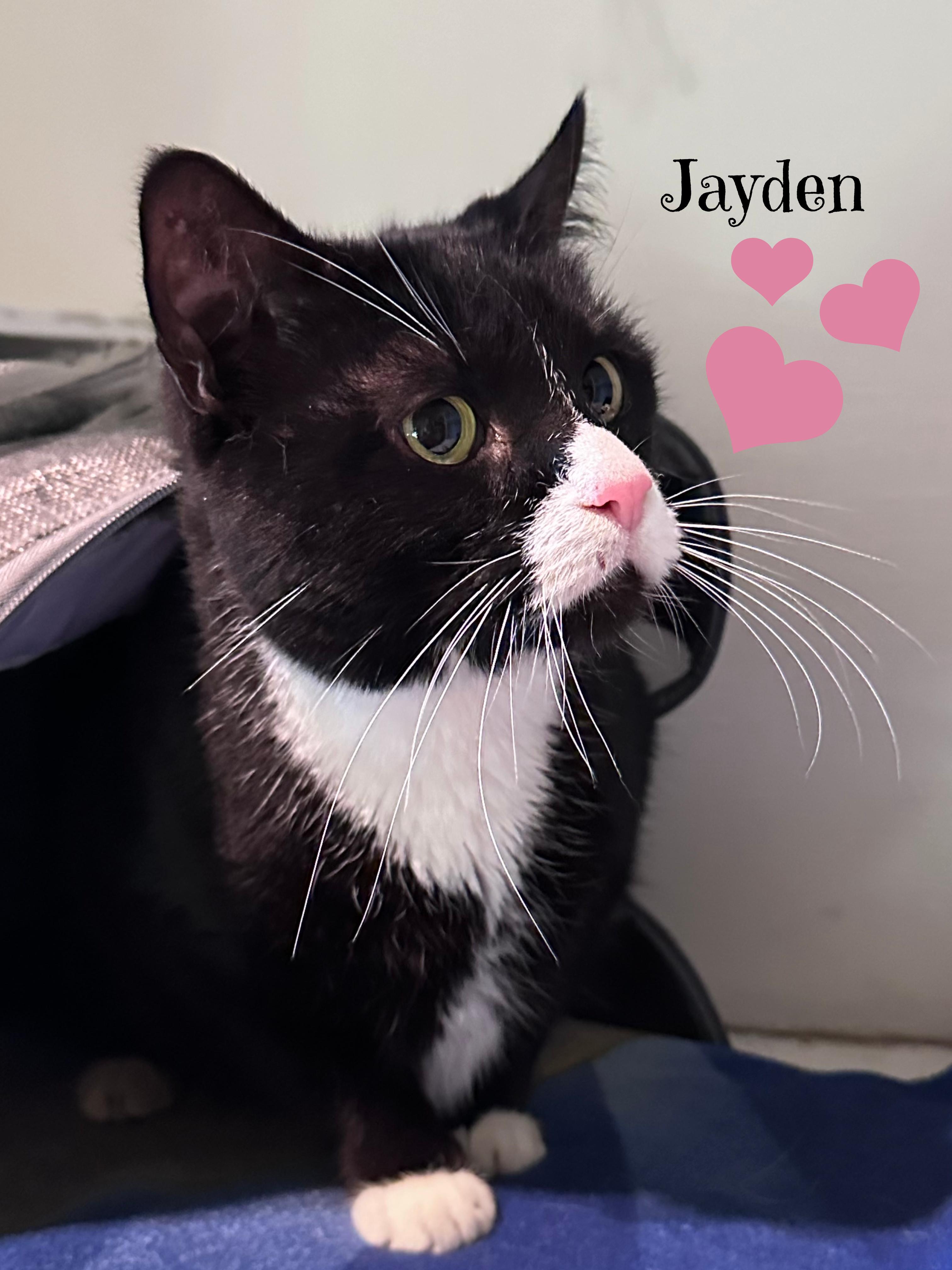 Enlarge JAYDEN: Best. Boy. EVER!!, a ADOPTABLE Domestic Short Hair in Monrovia, CA image 3/4