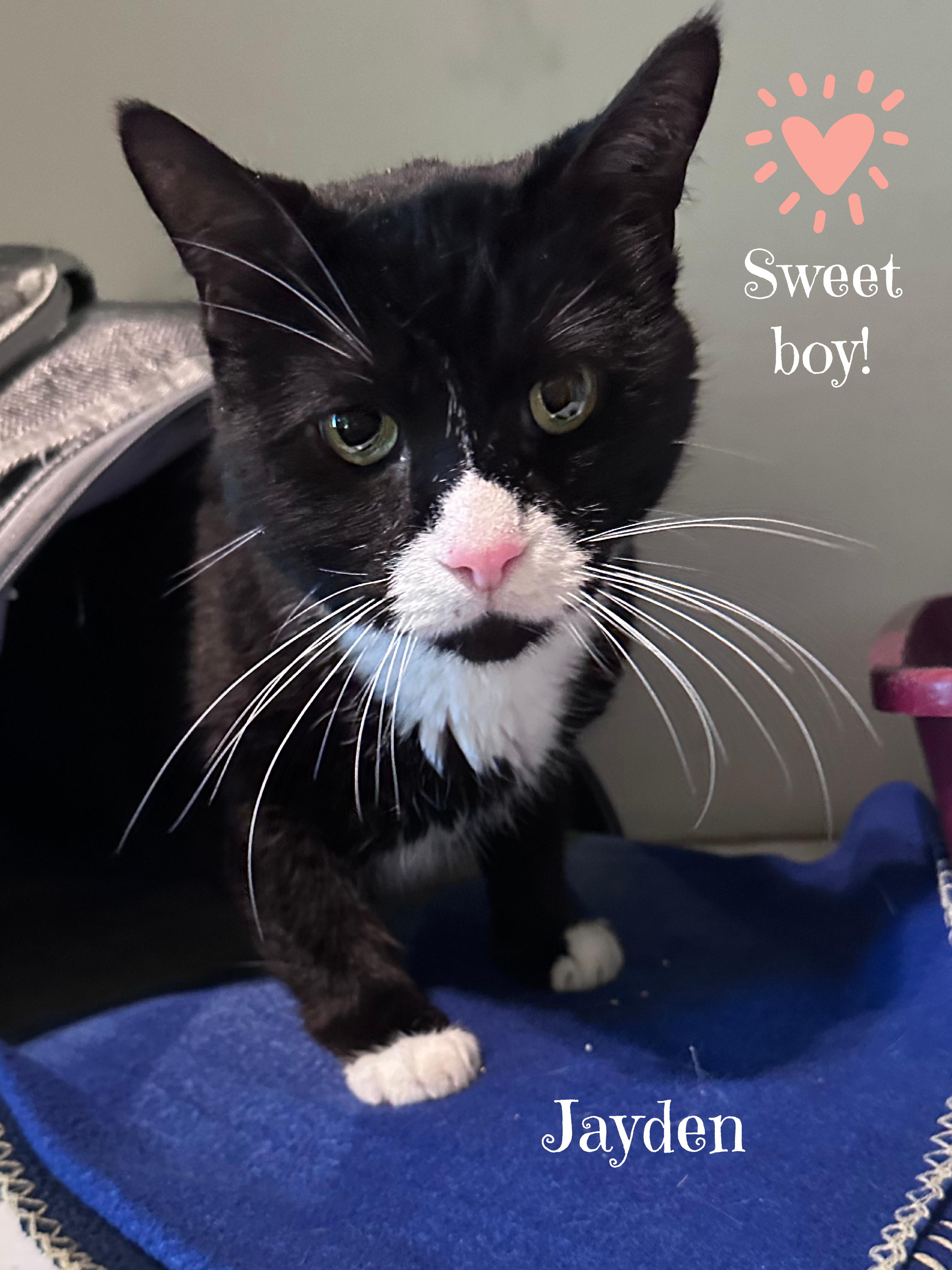 Enlarge JAYDEN: Best. Boy. EVER!!, a ADOPTABLE Domestic Short Hair in Monrovia, CA image 1/4
