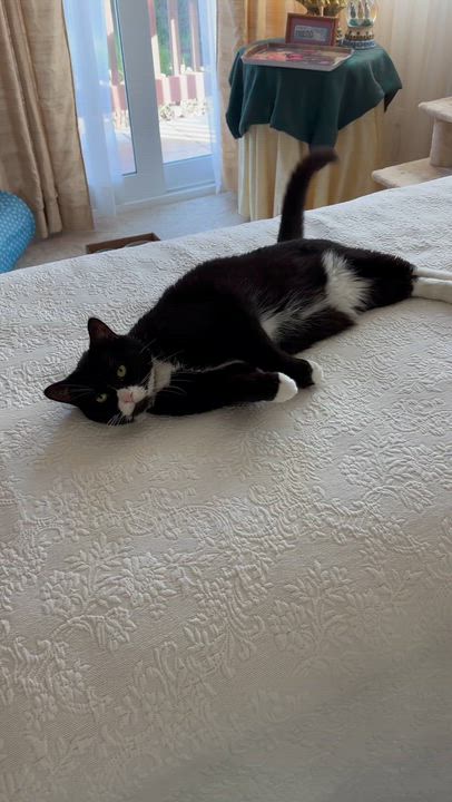 Enlarge JAYDEN: Best. Boy. EVER!!, a ADOPTABLE Domestic Short Hair in Monrovia, CA video 4/4