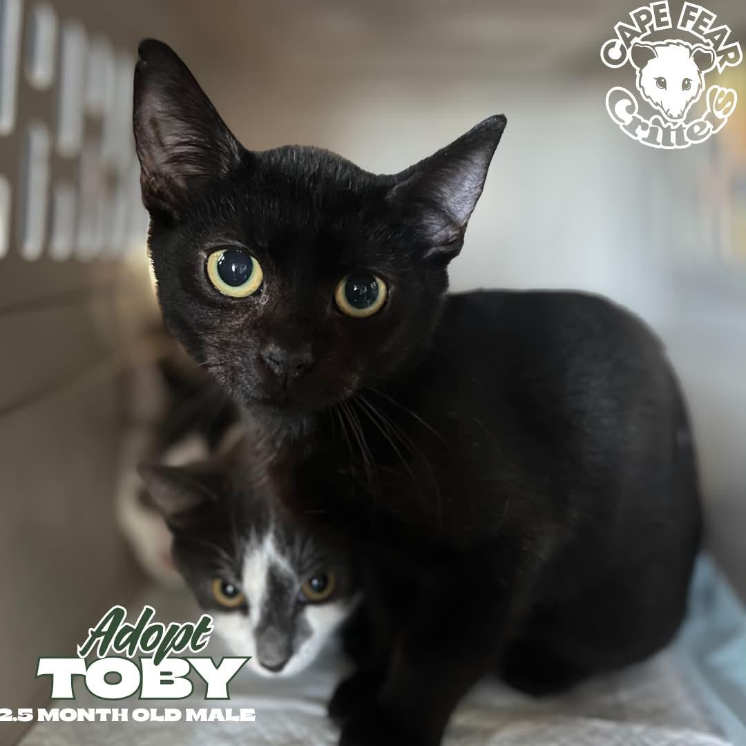Toby, Adoptable, Kitten Male Domestic Short Hair.