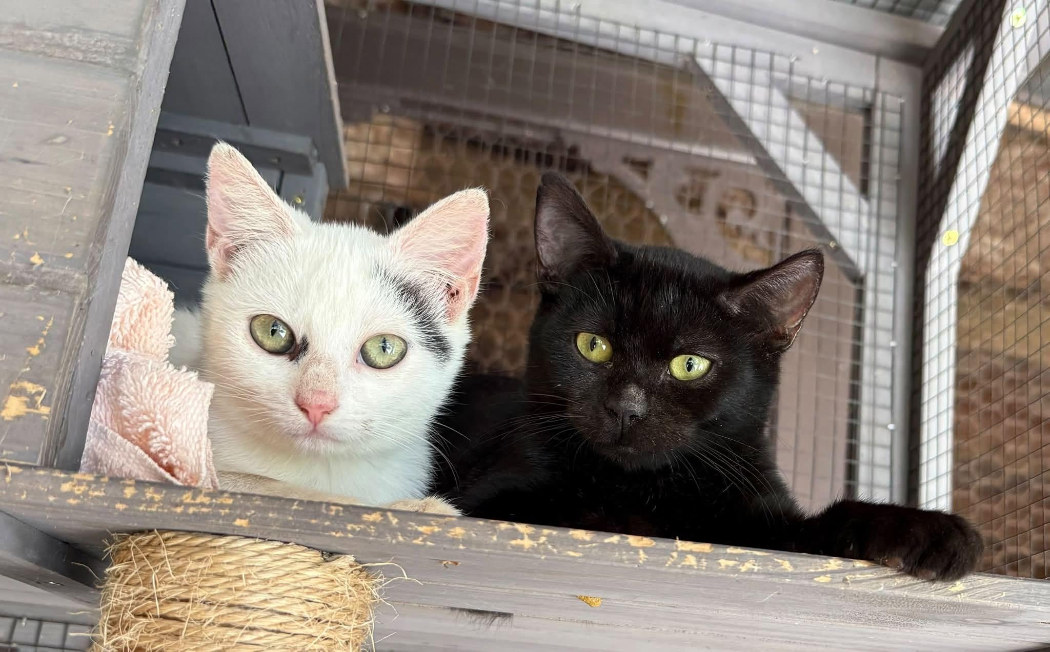 Enlarge Toby, a Adoptable Domestic Short Hair in Wilmington, NC image 2/2