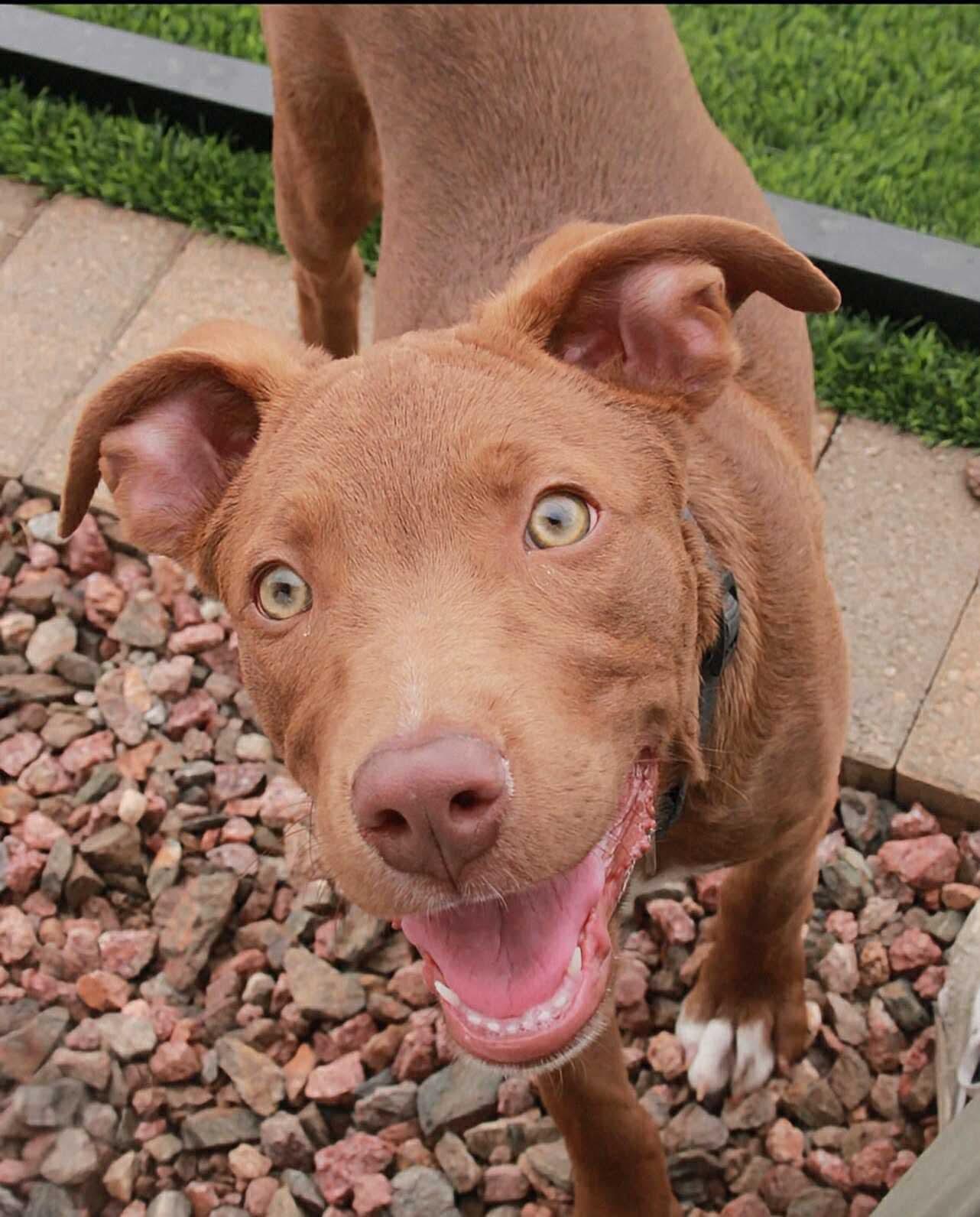 Enlarge Scooby, a Adoptable Labrador Retriever in Midway, UT image 1/1
