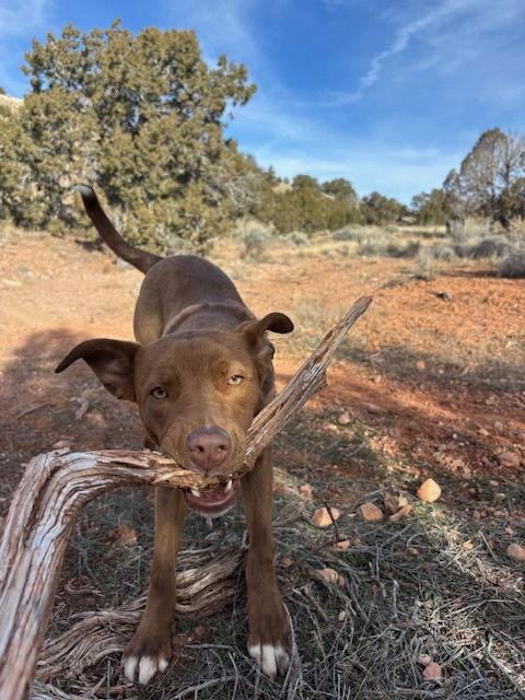 Enlarge Scooby, a Adoptable Labrador Retriever in Midway, UT image 2/3