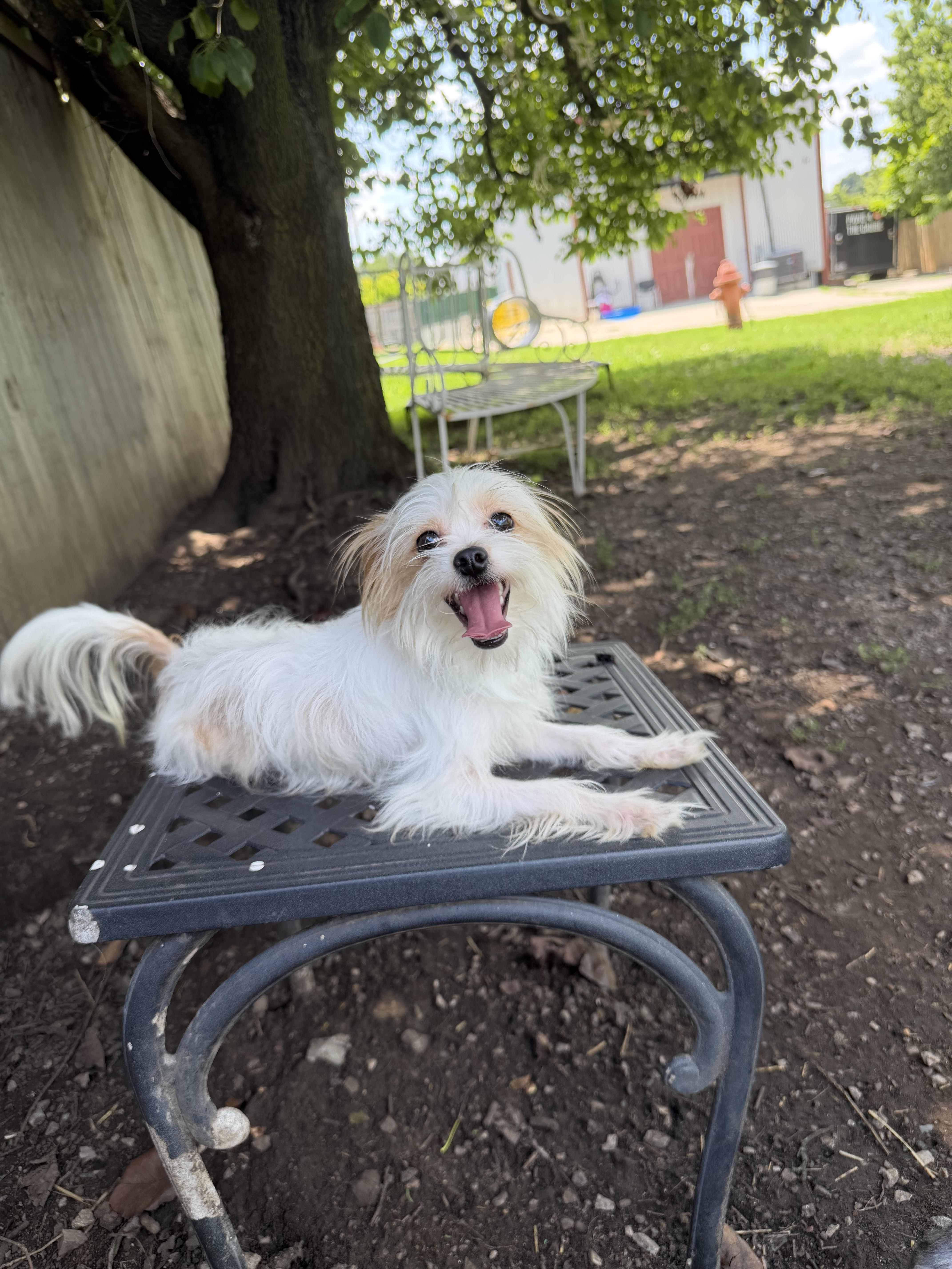 Buddy, an adopted mixed breed in Lexington, KY image 2/2