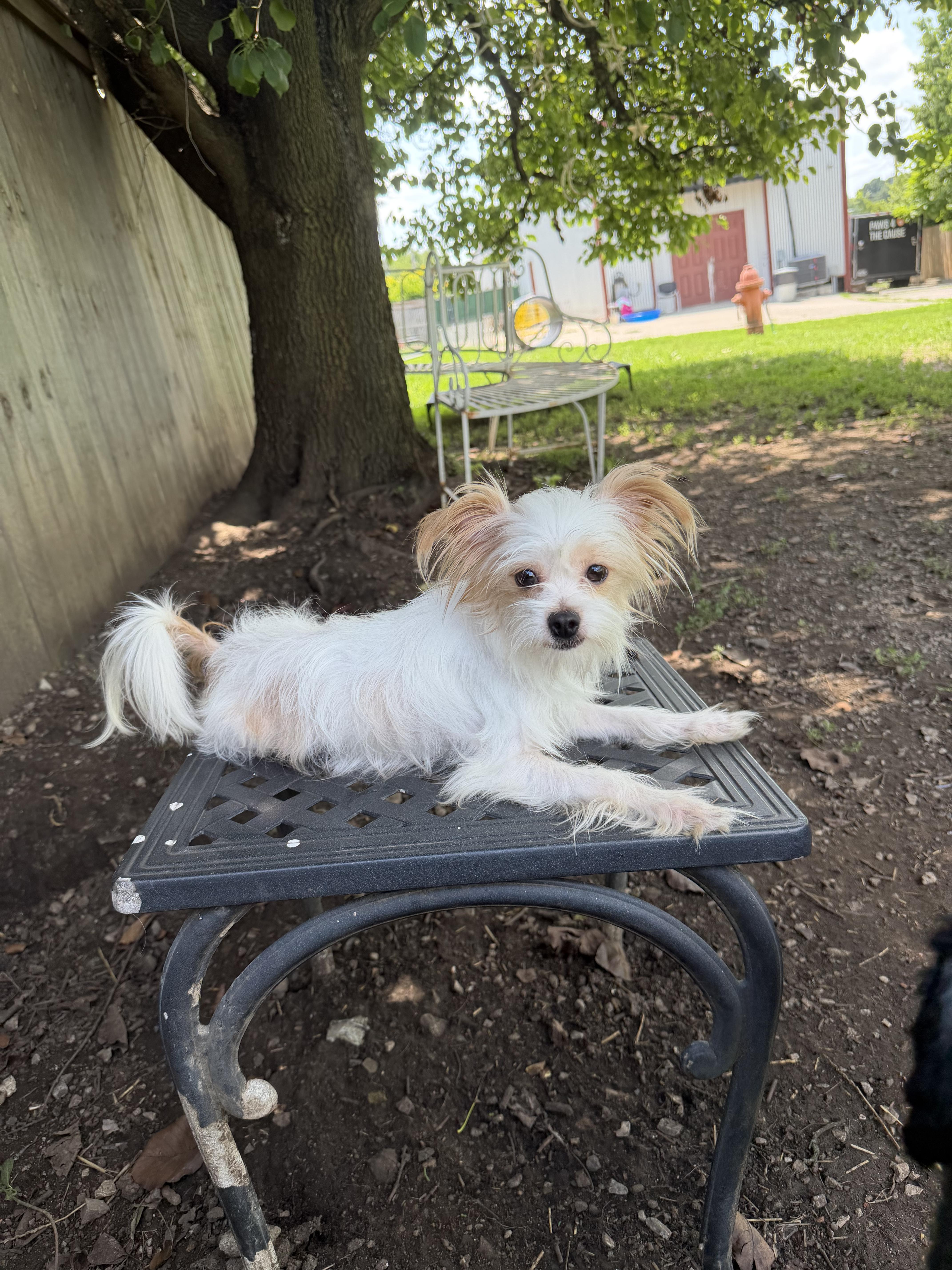 Buddy, an adopted mixed breed in Lexington, KY image 1/2