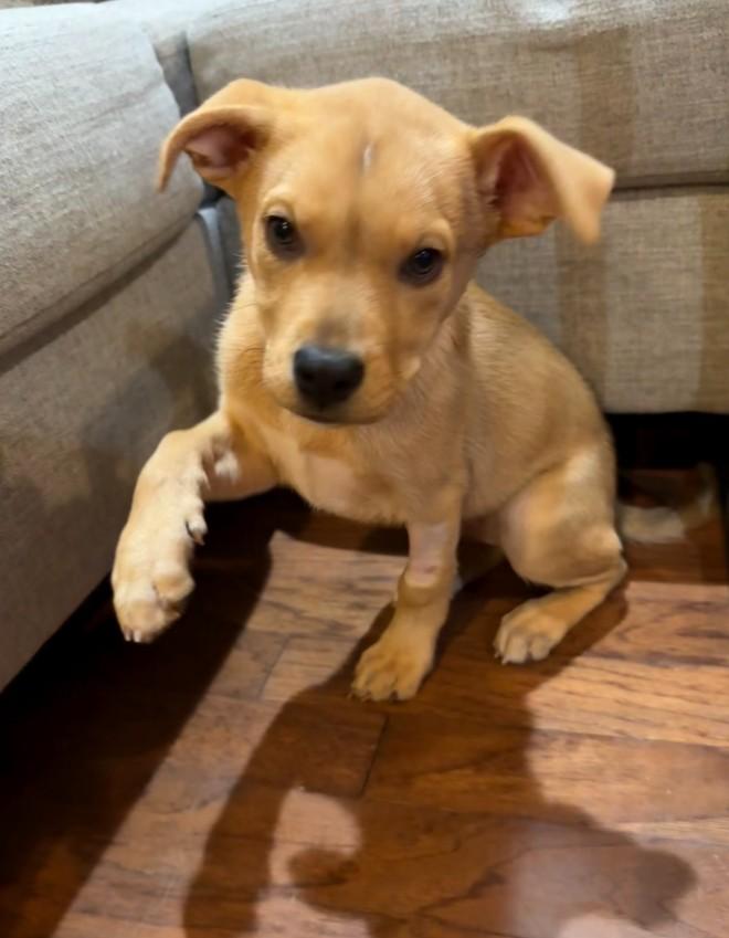 Mira, a ADOPTABLE mixed breed in Baton Rouge, LA image 2/2