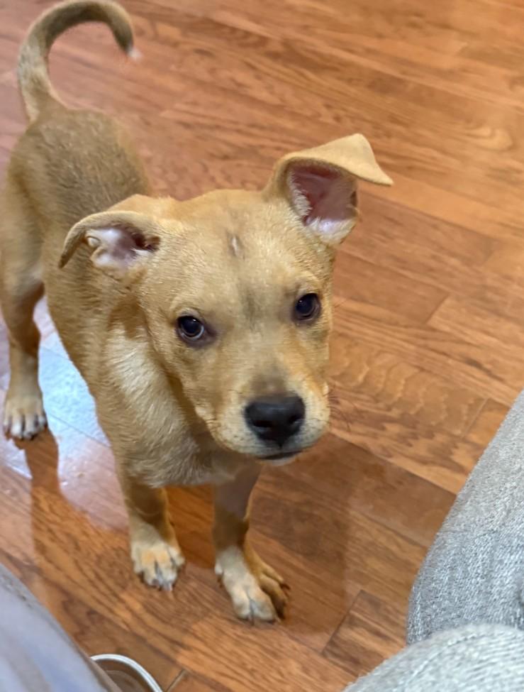Mira, ADOPTABLE, Puppy Female Yellow Labrador Retriever & Mixed Breed.
