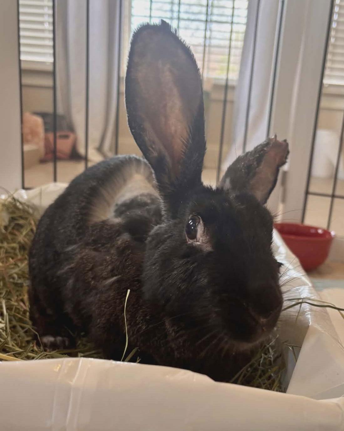 Annie (Lil Orphan Annie), Adoptable, Adult Female Bunny Rabbit.