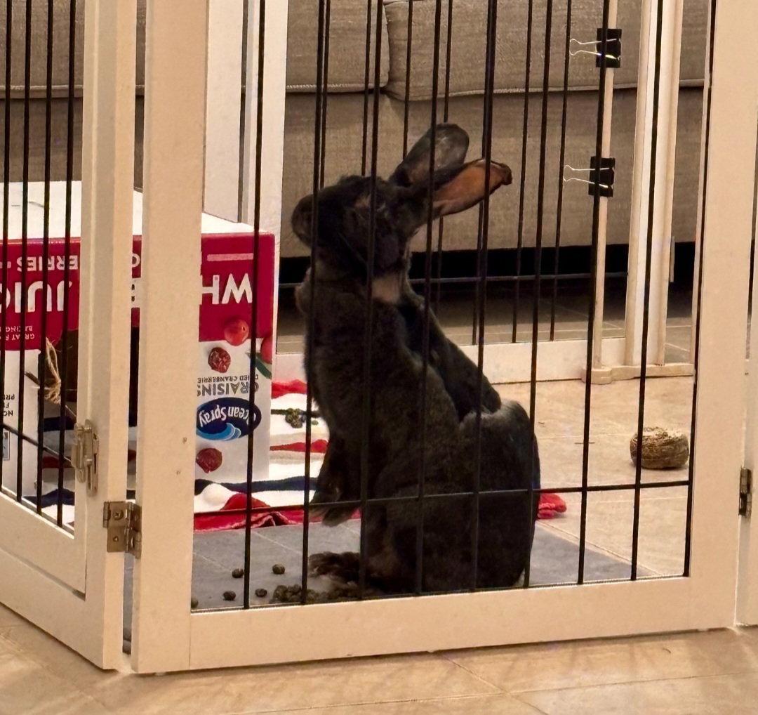 Enlarge Annie (Lil Orphan Annie), a Adopted Bunny Rabbit in Baton Rouge, LA image 2/3