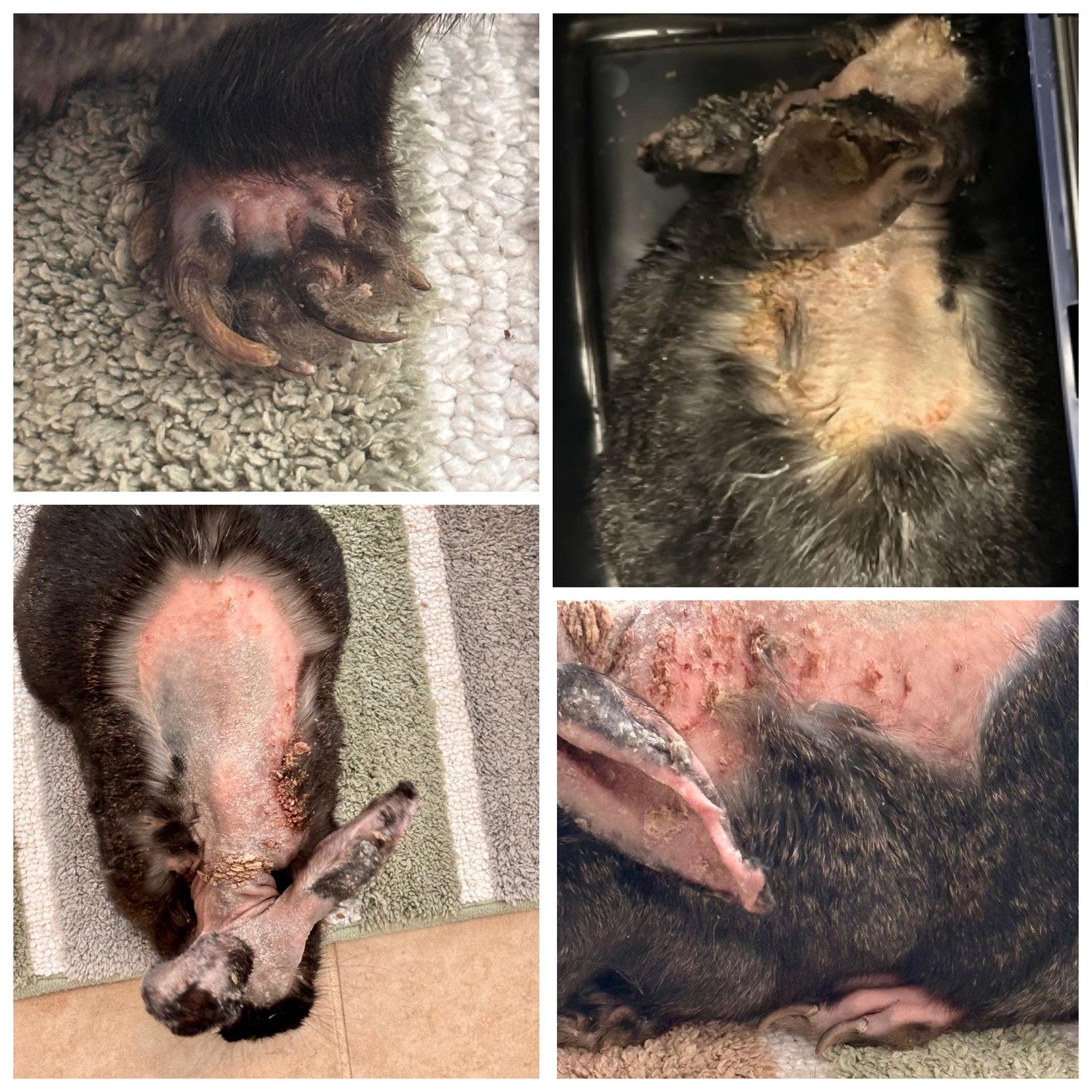 Enlarge Annie (Lil Orphan Annie), a Adopted Bunny Rabbit in Baton Rouge, LA image 3/3