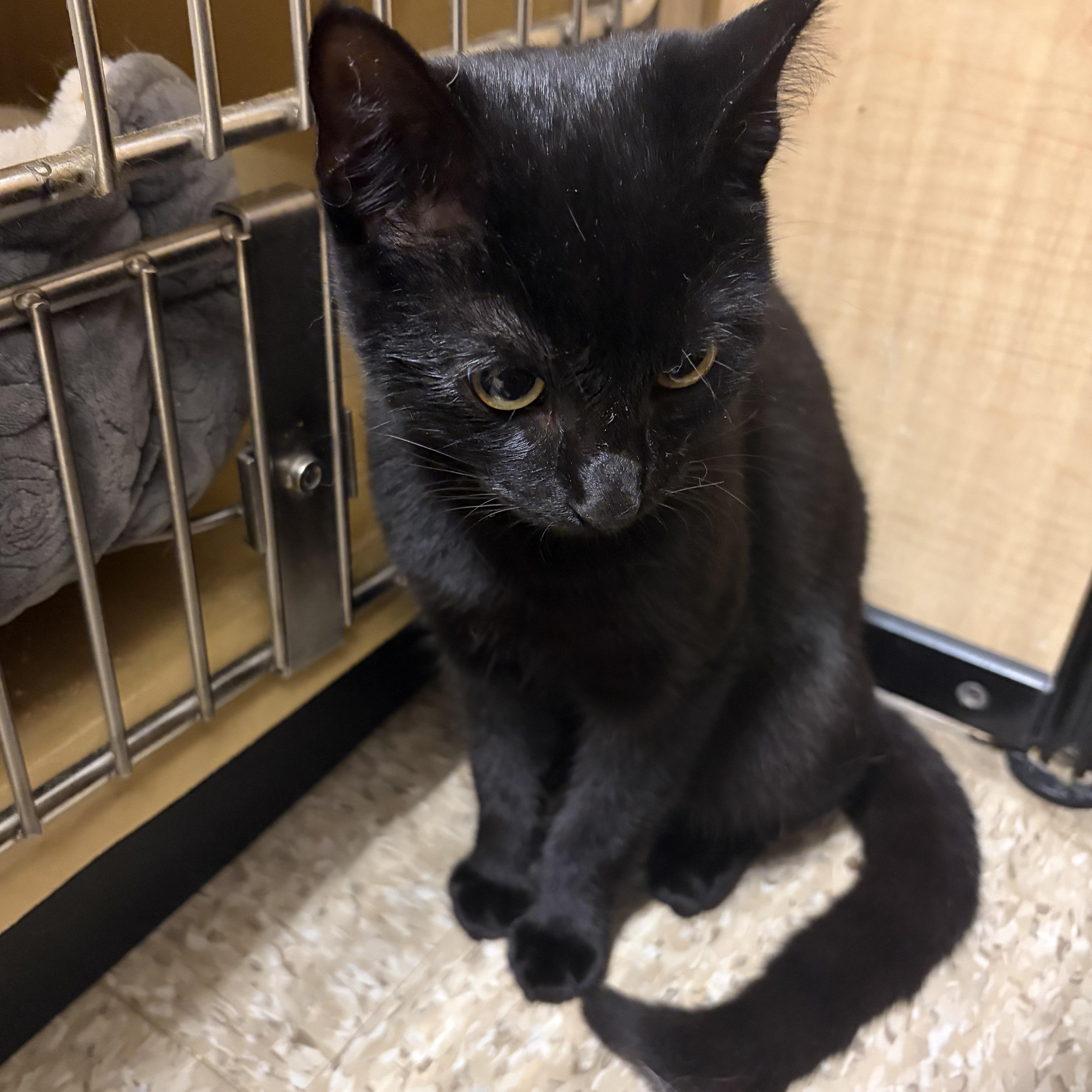 Onyx, Adopted, Kitten Male Domestic Short Hair.