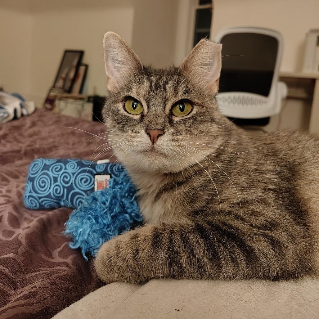 Enlarge Laura Palmer, a Adoptable Domestic Short Hair in St. Louis, MO image 1/3