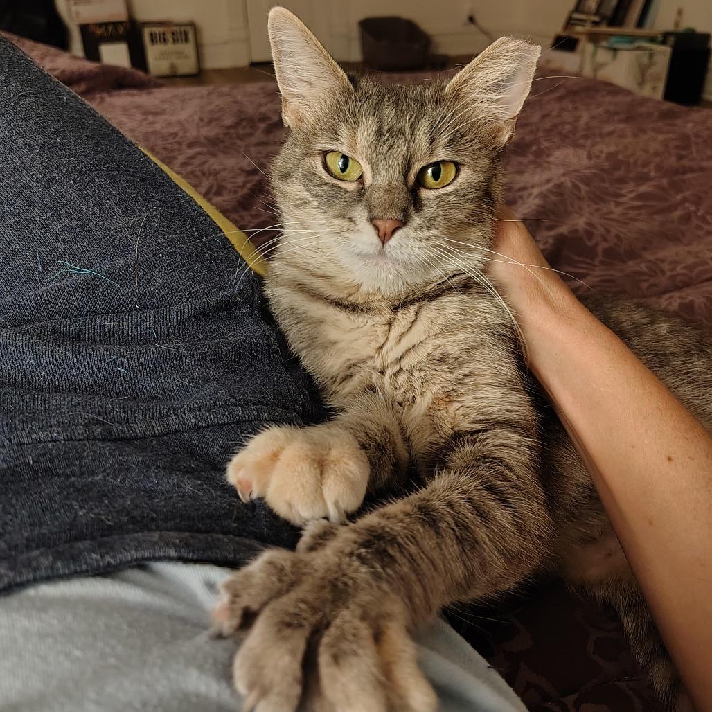 Enlarge Laura Palmer, a Adoptable Domestic Short Hair in St. Louis, MO image 2/3