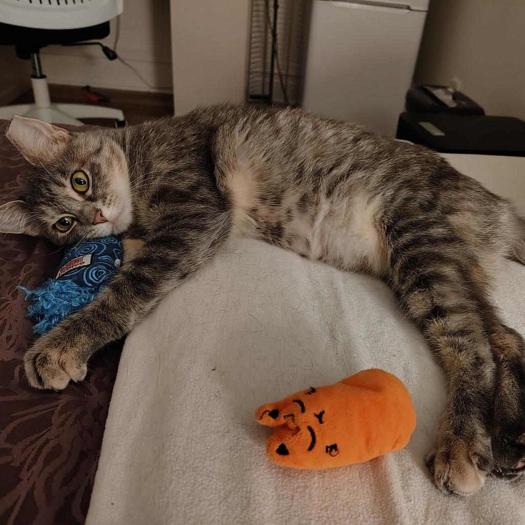 Enlarge Laura Palmer, a Adoptable Domestic Short Hair in St. Louis, MO image 3/3