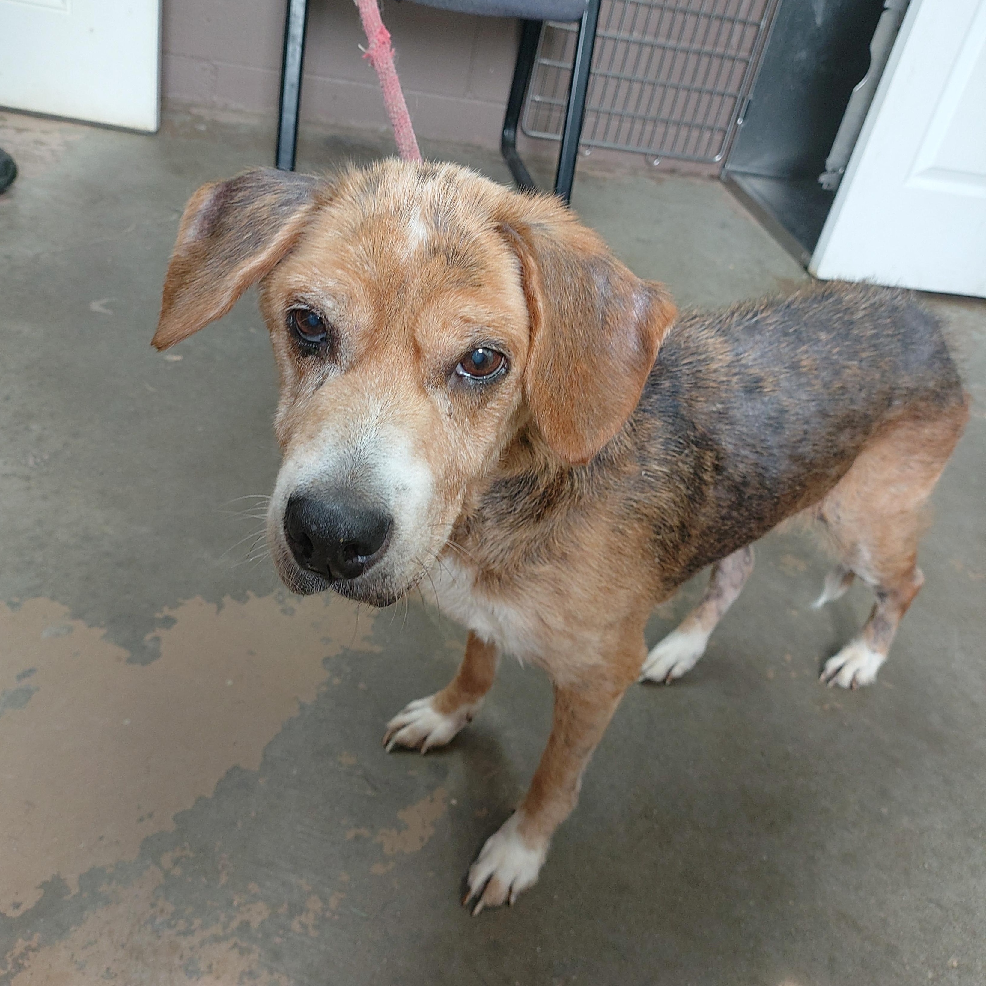 26-065, ADOPTABLE, Adult Female Beagle.