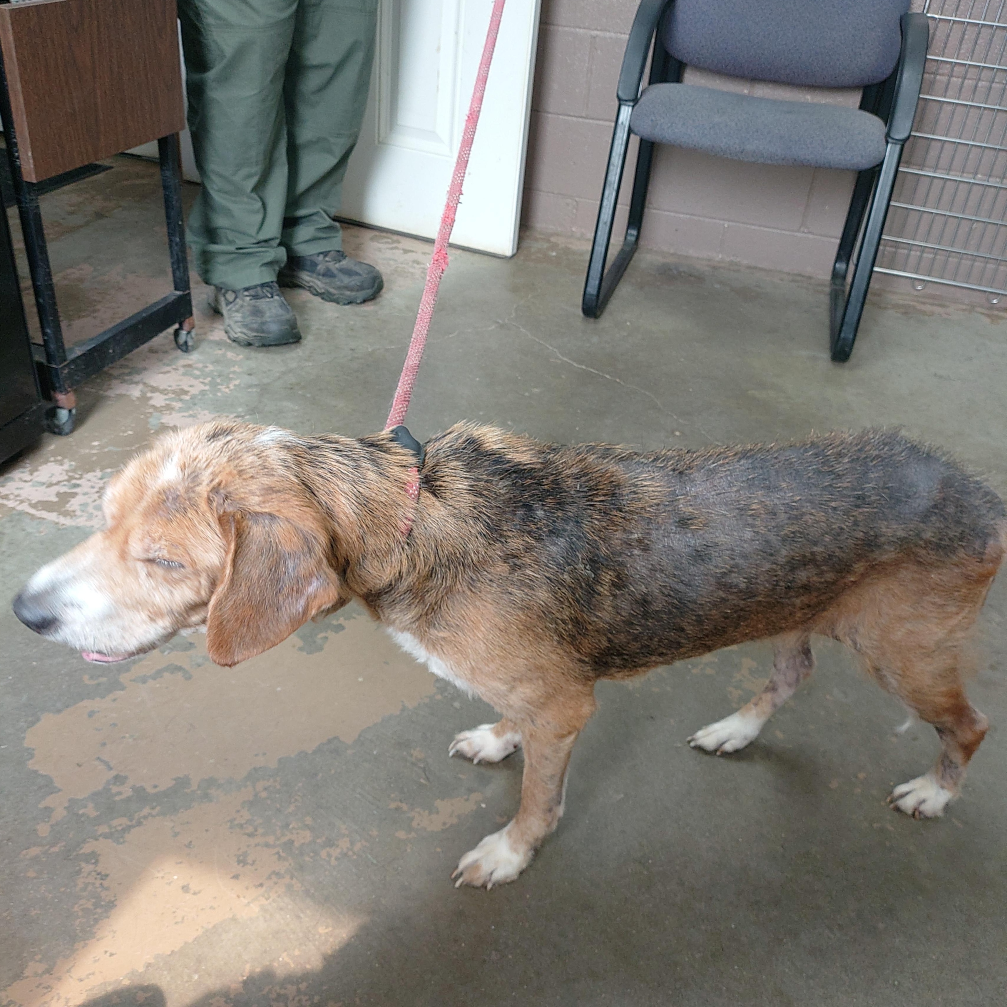 26-065, a ADOPTABLE mixed breed in Carrollton, OH image 3/3