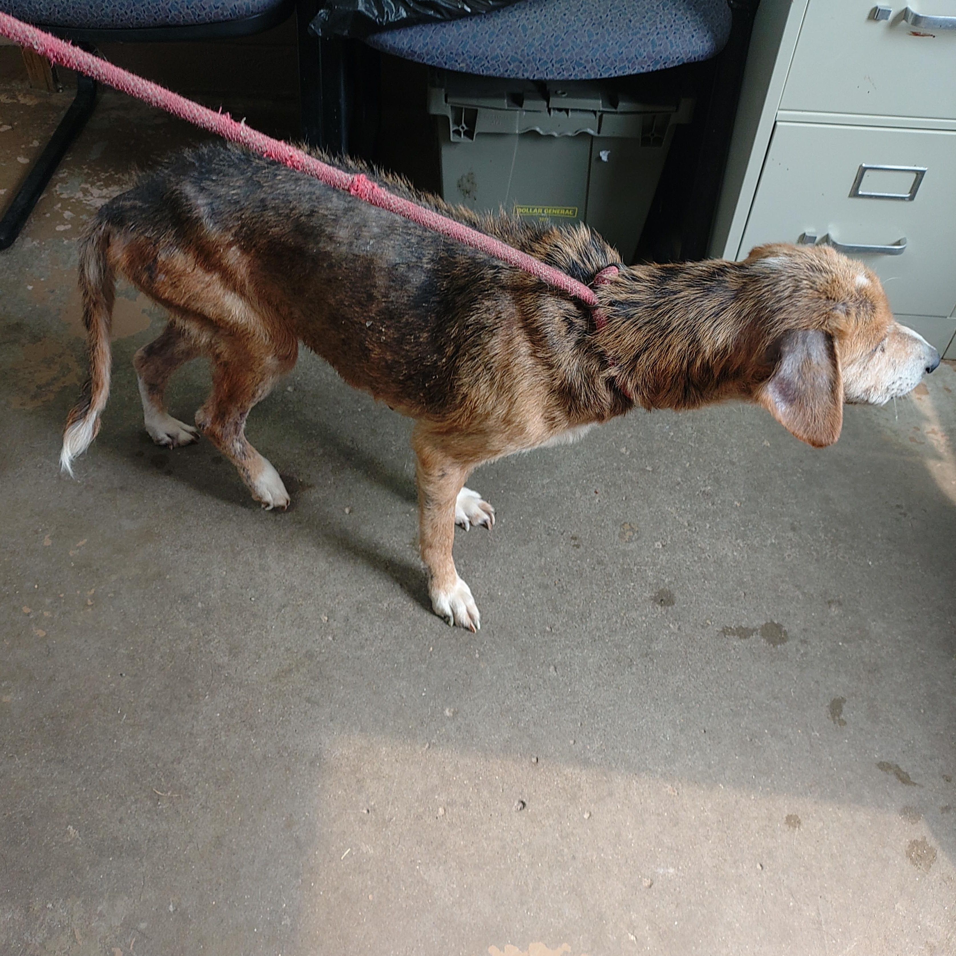 26-065, a ADOPTABLE mixed breed in Carrollton, OH image 2/3