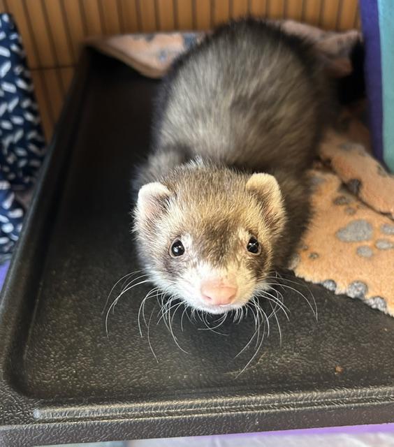 Tanijo, Adoptable, Adult Male Ferret.