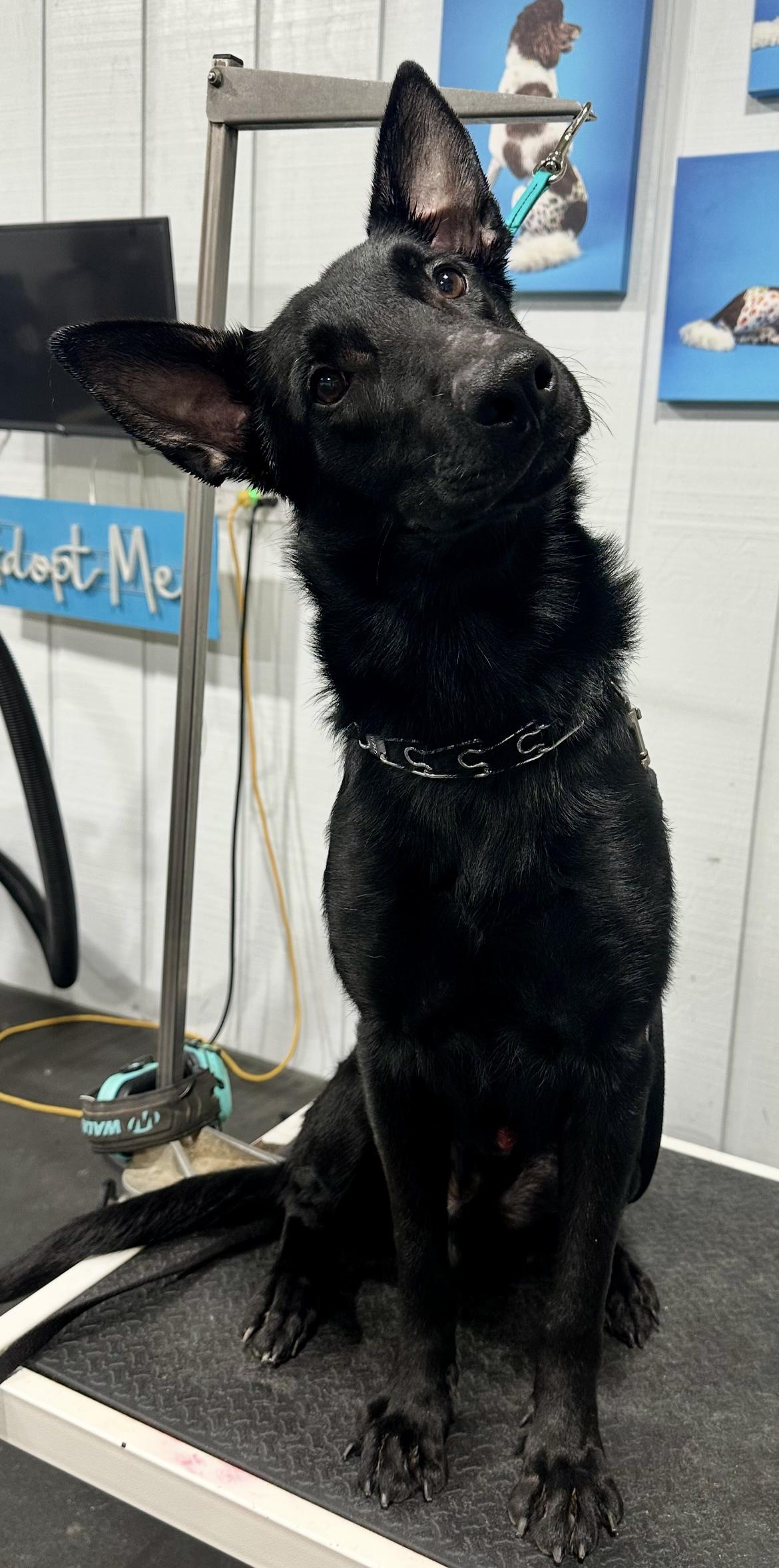 Enlarge DIESEL , a ADOPTABLE German Shepherd Dog in Media, PA image 3/3