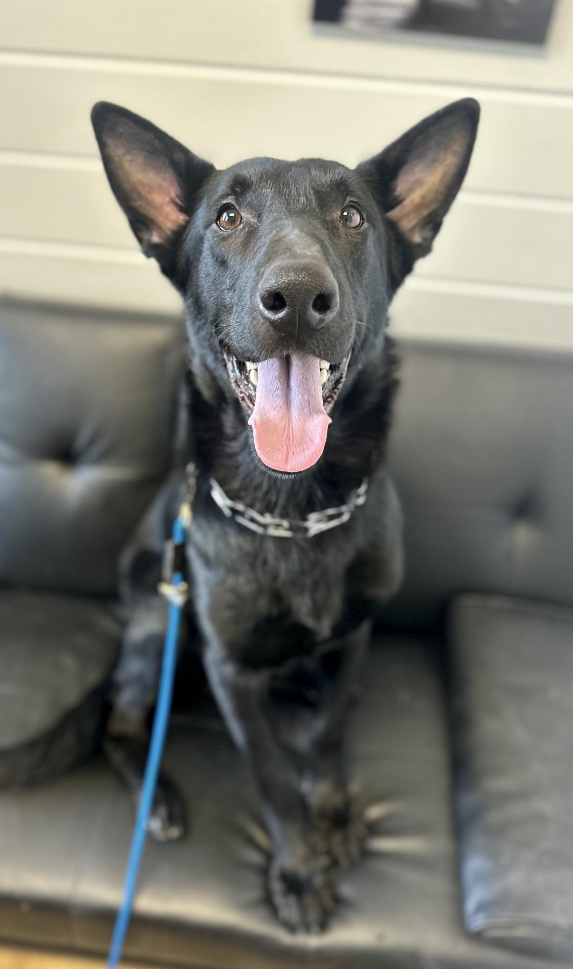 Enlarge DIESEL , a ADOPTABLE German Shepherd Dog in Media, PA image 1/3