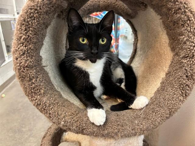 SHYANN, Adoptable, Young Female Domestic Short Hair.