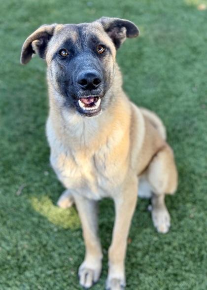 Brie, Adoptable, Young Female Belgian Shepherd / Malinois.