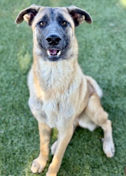 Enlarge Brie, a Adoptable mixed breed in Red Bluff, CA image 3/3