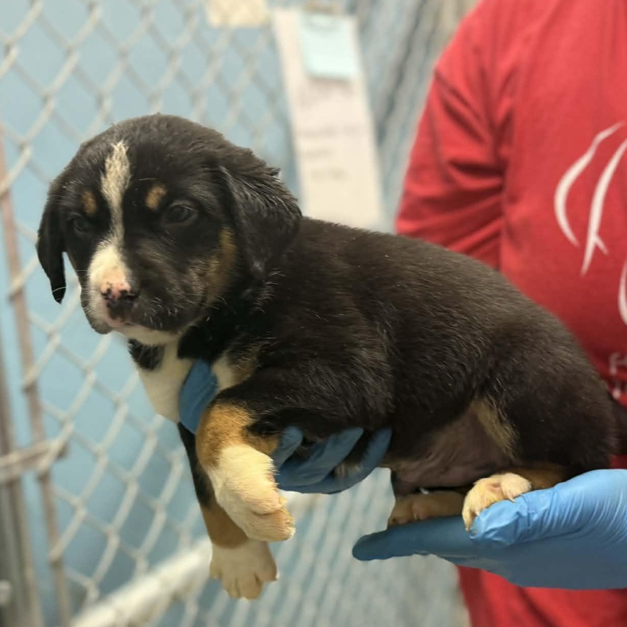 Enlarge Woodstock, a Adoptable mixed breed in Somers, CT image 2/3