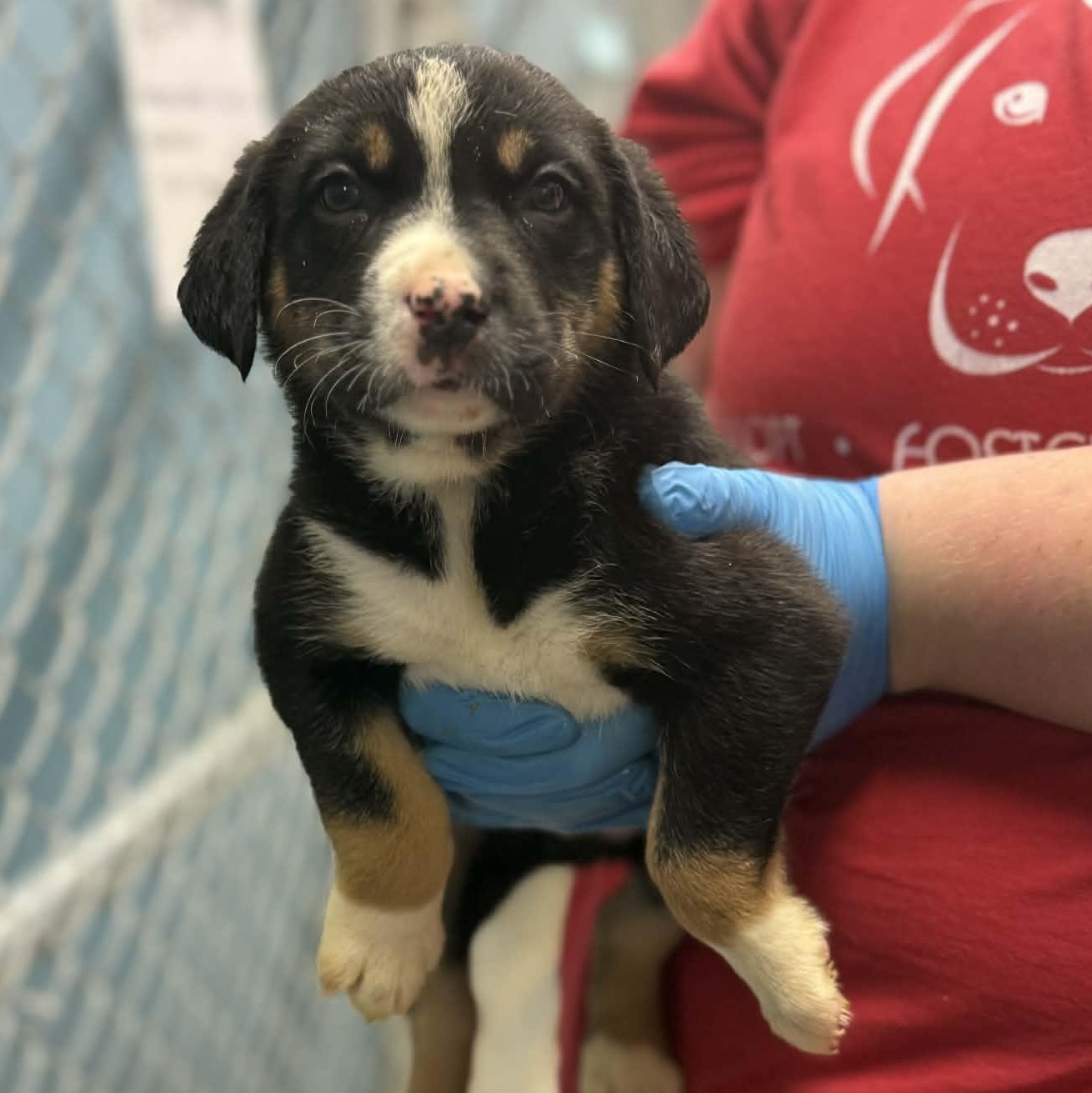 Woodstock, Adoptable, Puppy Male Shepherd & Corgi.