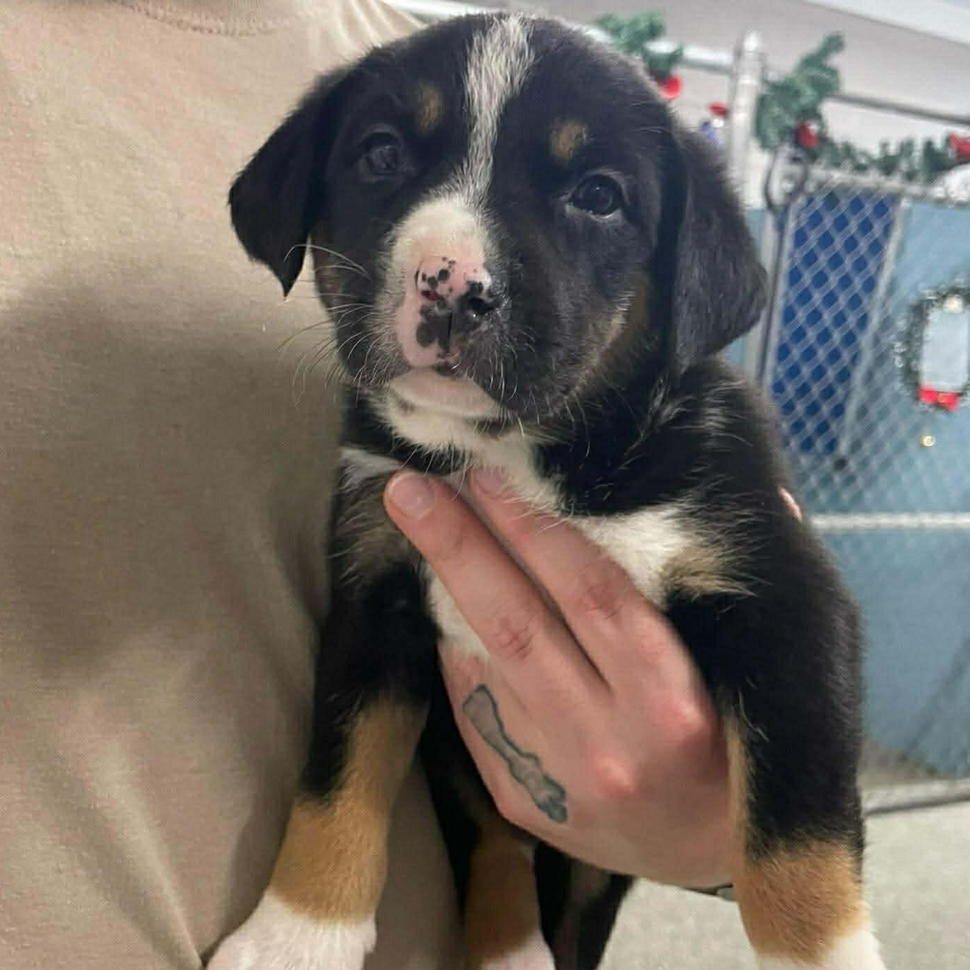 Enlarge Woodstock, a Adoptable mixed breed in Somers, CT image 3/3