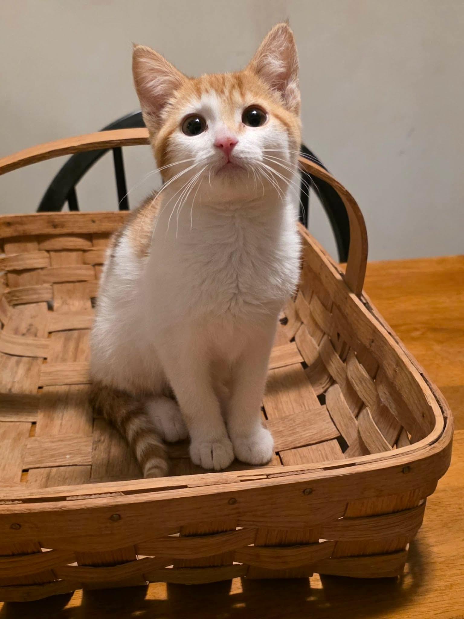 Enlarge Canasta, a Adopted Domestic Short Hair in Forest Lake, MN image 1/1