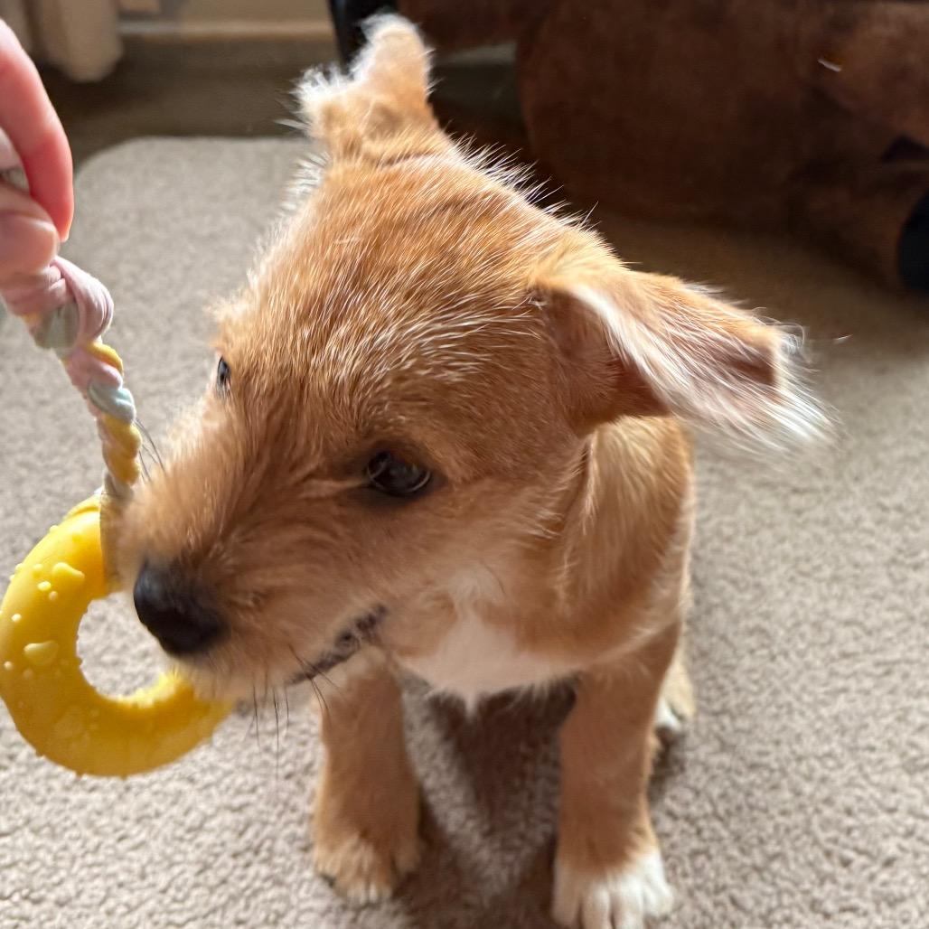 Aggie, a Adoptable mixed breed in Farmington, CT image 2/3