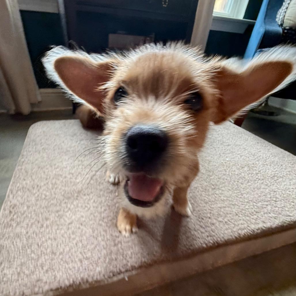 Aggie, a Adoptable mixed breed in Farmington, CT image 3/3