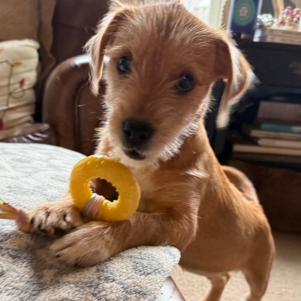 Aggie, a Adoptable mixed breed in Farmington, CT image 1/3