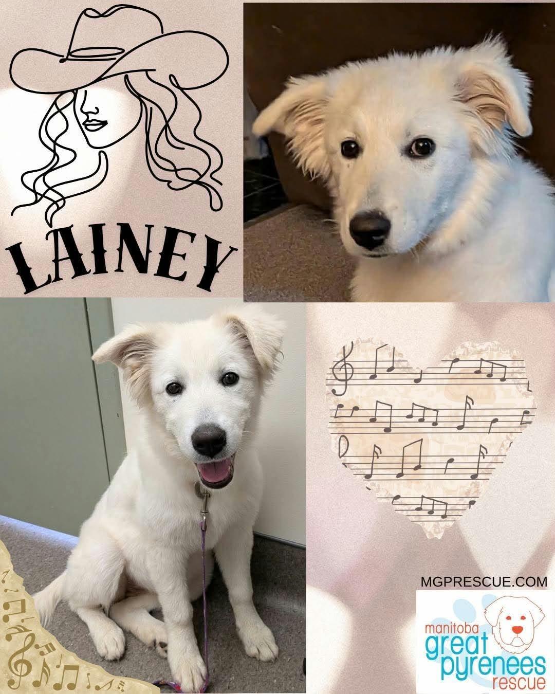 Enlarge Lainey, a Adoptable Great Pyrenees in New Bothwell, MB image 1/1