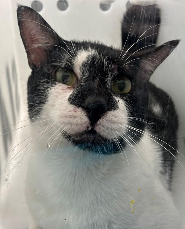 Phantom, Adoptable, Adult Male Domestic Short Hair.