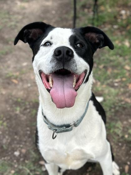 Stitch, Adoptable, Adult Male Labrador Retriever & Pointer.