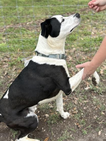 Stitch, a Adoptable mixed breed in San Antonio, TX image 2/3