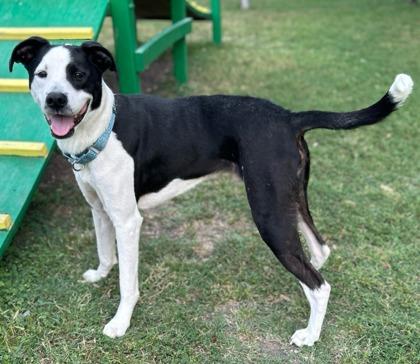 Stitch, a Adoptable mixed breed in San Antonio, TX image 3/3