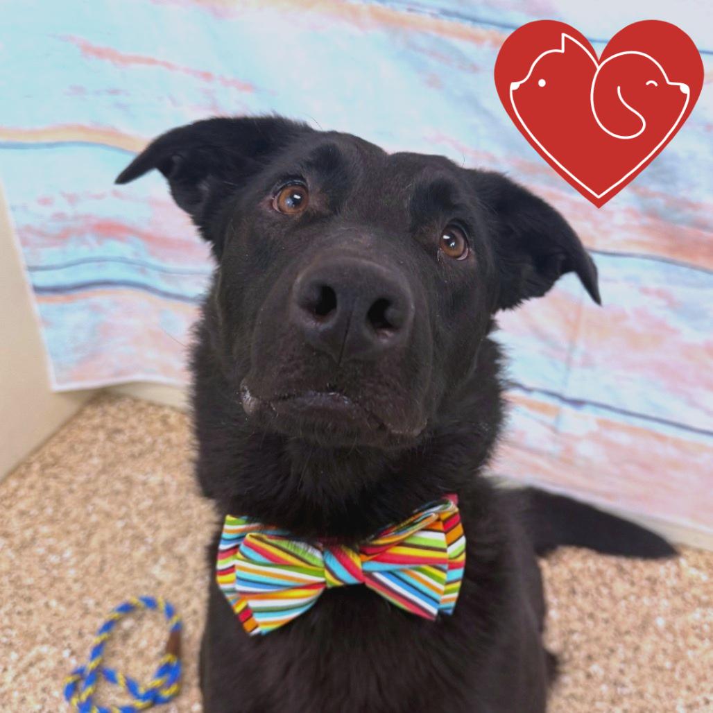 Enlarge Miki, a Adoptable mixed breed in Cheyenne, WY image 1/3