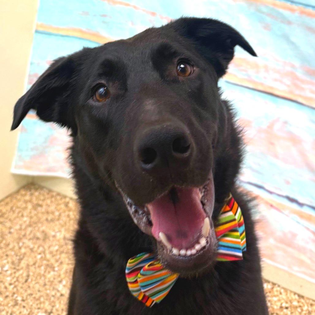 Enlarge Miki, a Adoptable mixed breed in Cheyenne, WY image 2/3