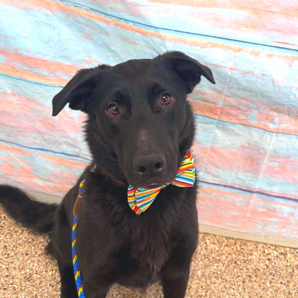 Enlarge Miki, a Adoptable mixed breed in Cheyenne, WY image 3/3