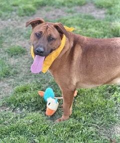 Luke Combs, Adoptable, Young Male Black Mouth Cur.