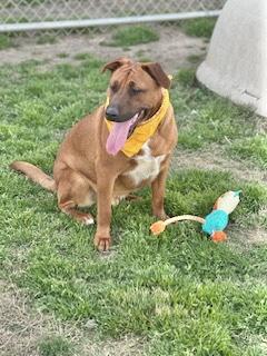 Luke Combs, a Adoptable Black Mouth Cur in Manchester, CT image 2/6