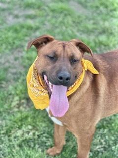 Luke Combs, a Adoptable Black Mouth Cur in Manchester, CT image 3/6
